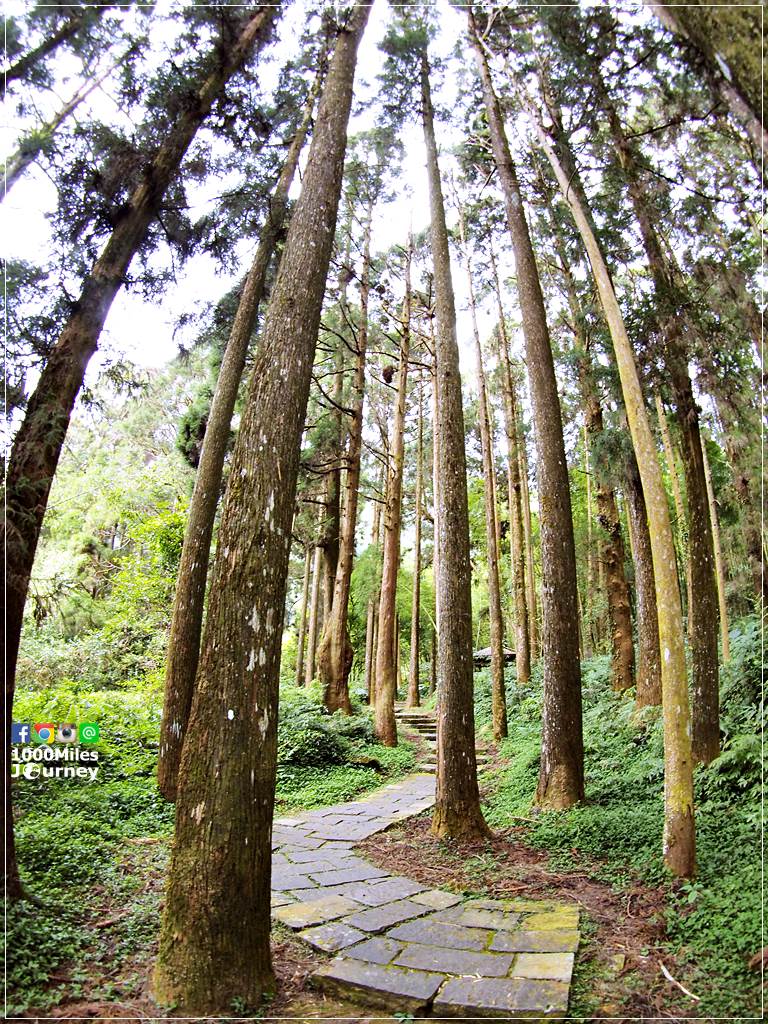Alishan Forest Railway