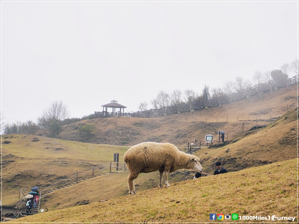 1000Miles @ Cingjing Farm and Hehuanshan