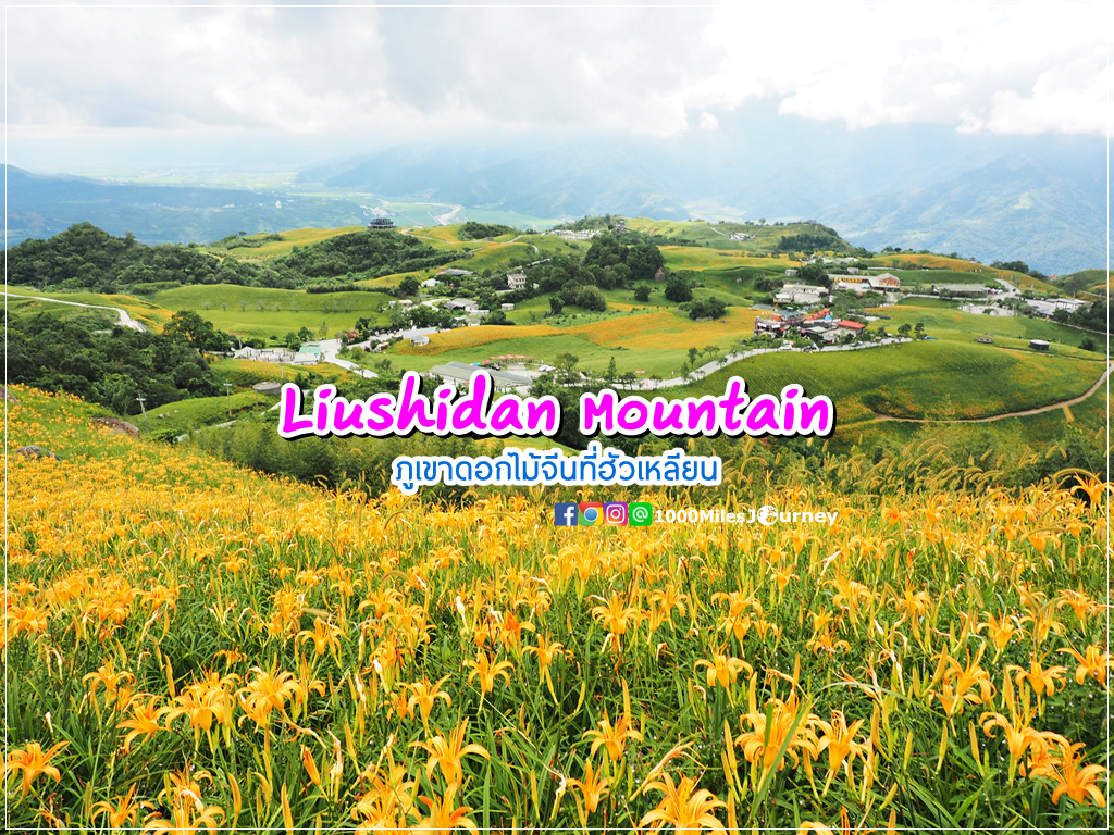 Daylily at Lishidan Mountain