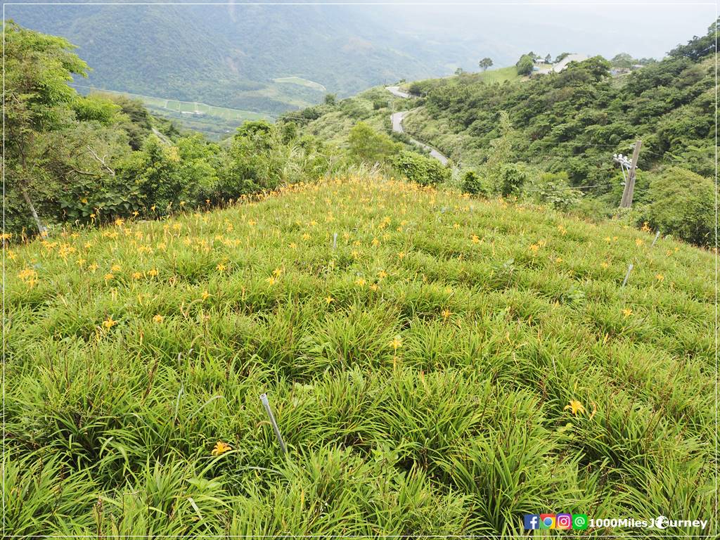 Daylily at Lishidan Mountain