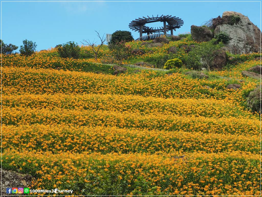 Daylily at Lishidan Mountain