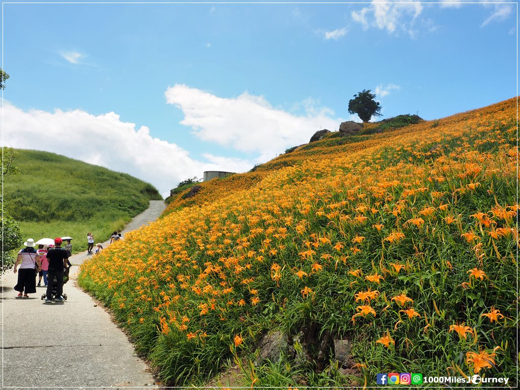 Daylily at Lishidan Mountain