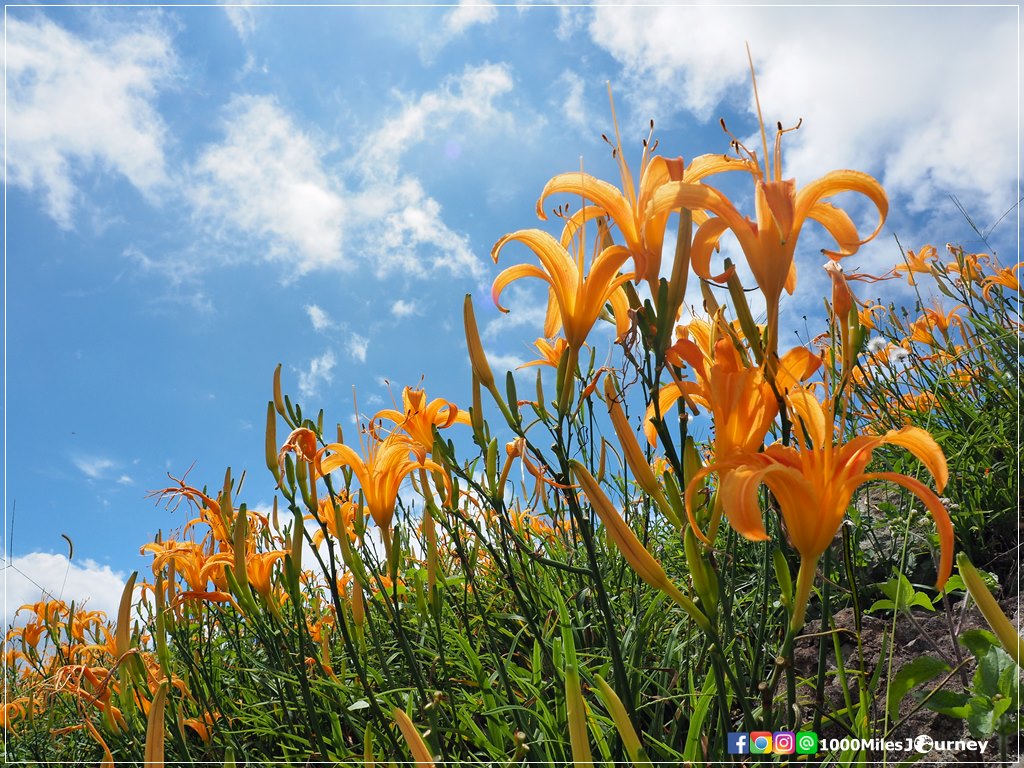 Daylily at Lishidan Mountain