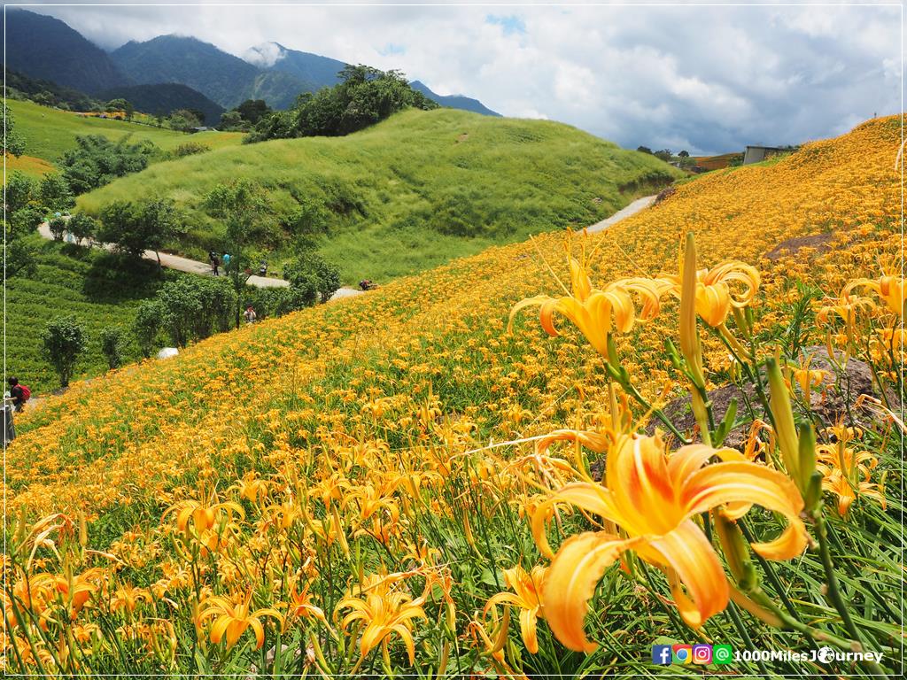 Daylily at Lishidan Mountain
