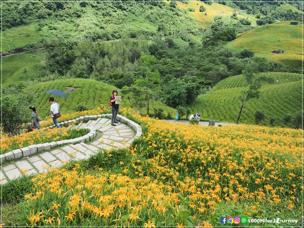 Daylily at Lishidan Mountain