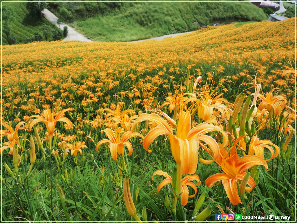 Daylily at Lishidan Mountain