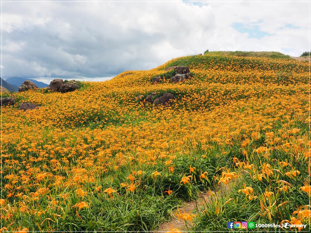 Daylily at Lishidan Mountain