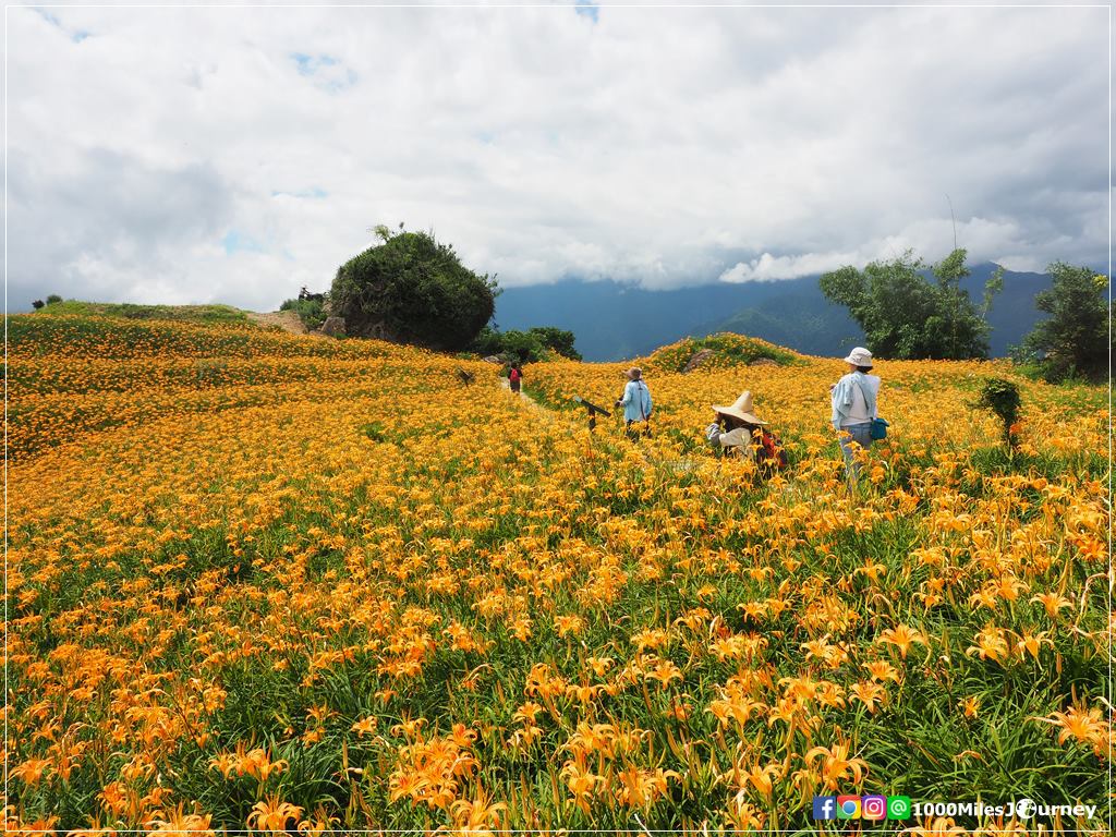 Daylily at Lishidan Mountain