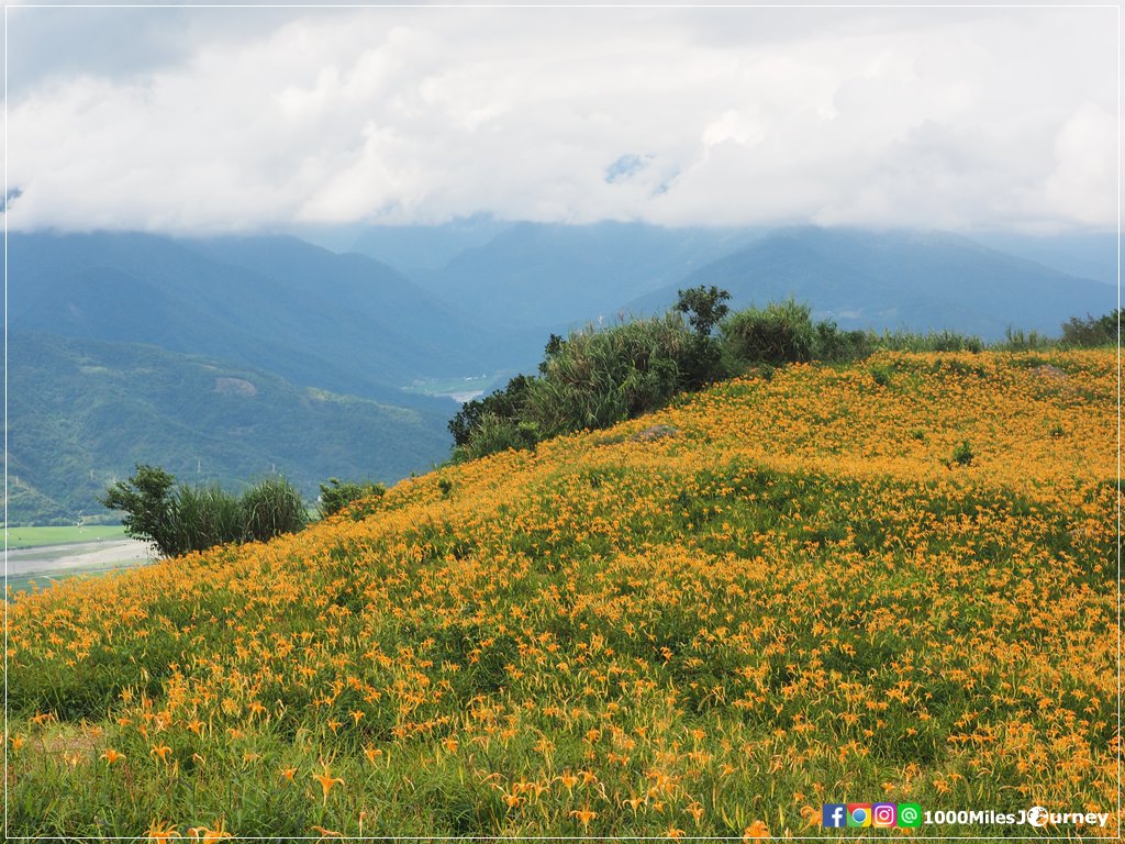 Daylily at Lishidan Mountain