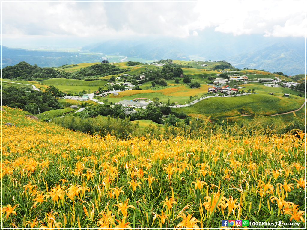 Daylily at Lishidan Mountain
