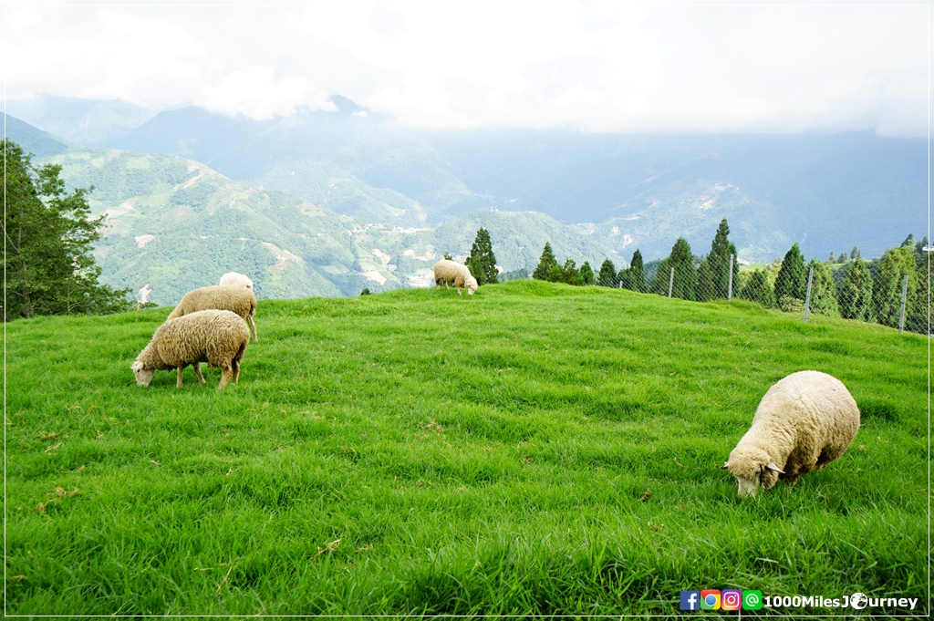 Cingjing Farm