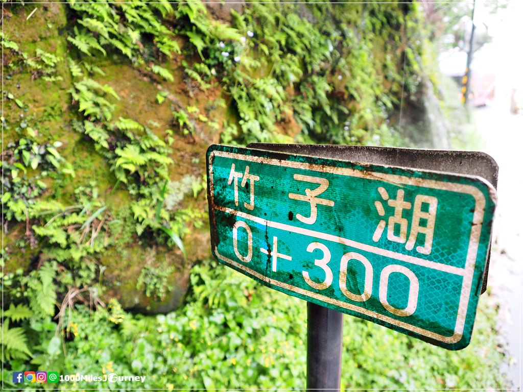 Calla Lily at Yangmingshan