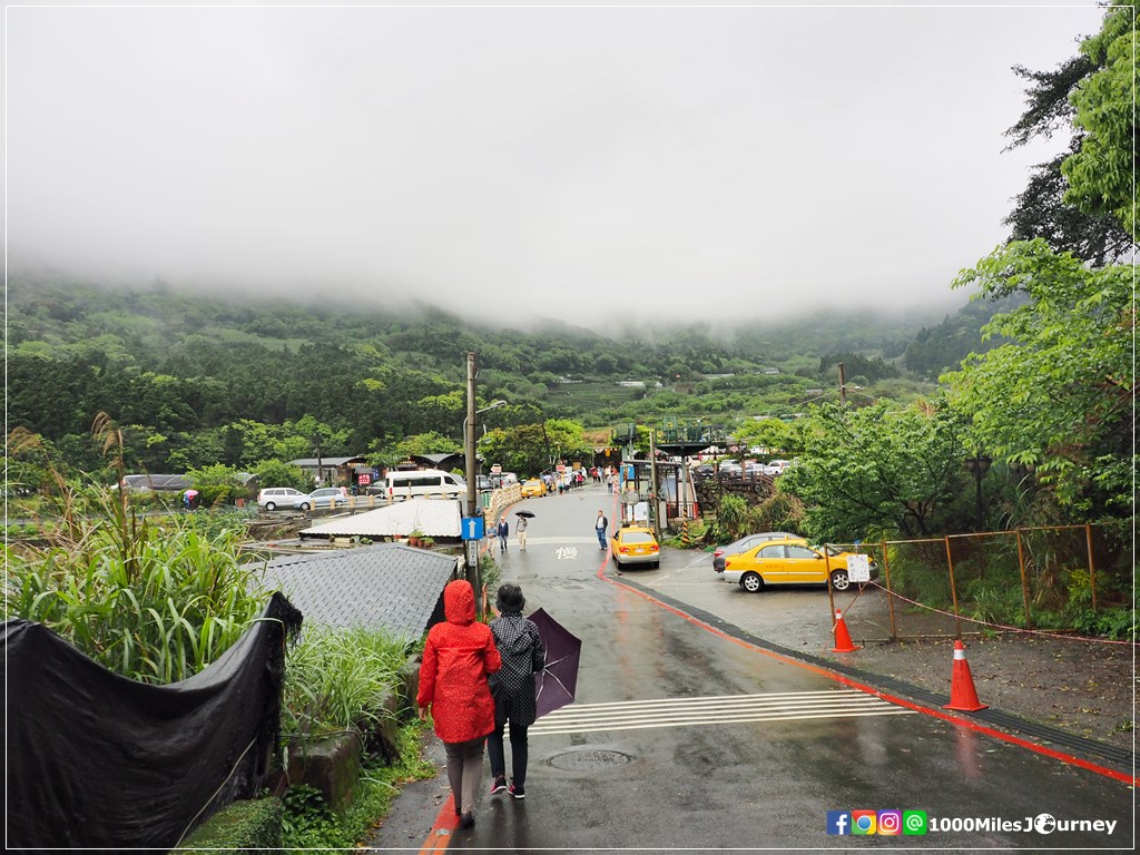 Calla Lily at Yangmingshan