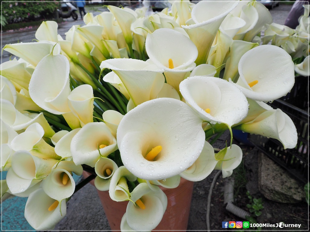 Calla Lily at Yangmingshan