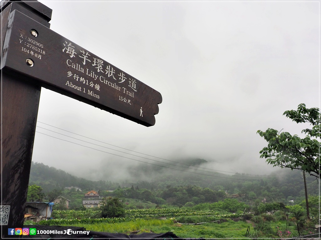 Calla Lily at Yangmingshan