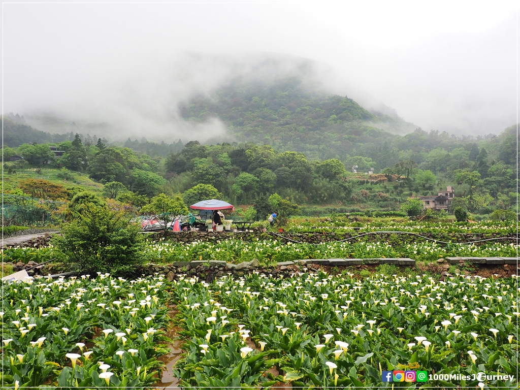 Calla Lily at Yangmingshan