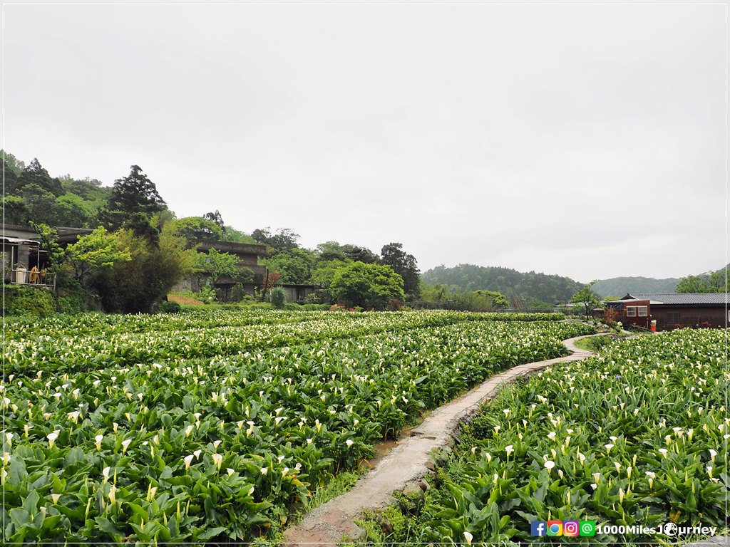 Calla Lily at Yangmingshan