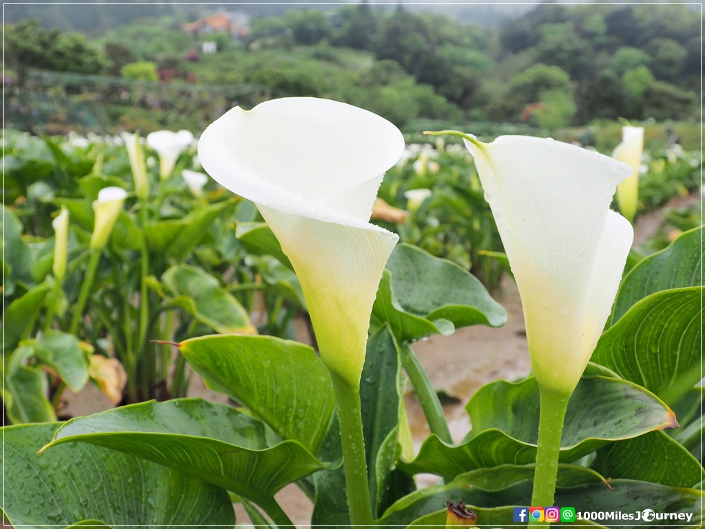 Calla Lily at Yangmingshan