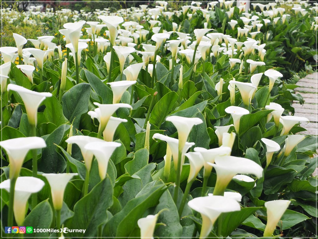 Calla Lily at Yangmingshan