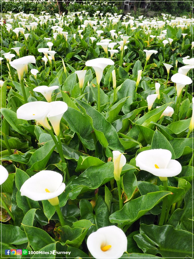 Calla Lily at Yangmingshan