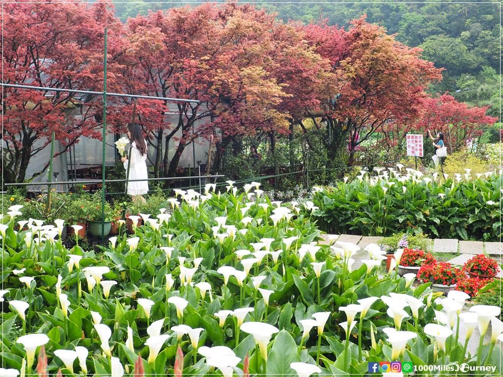 Calla Lily at Yangmingshan