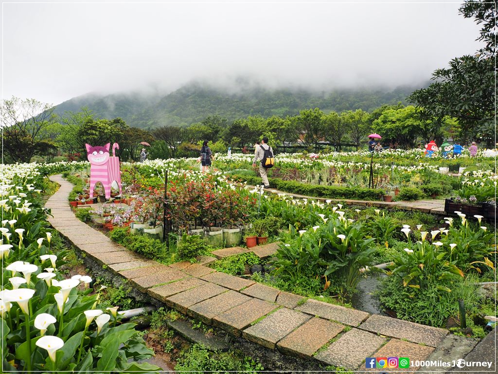 Calla Lily at Yangmingshan