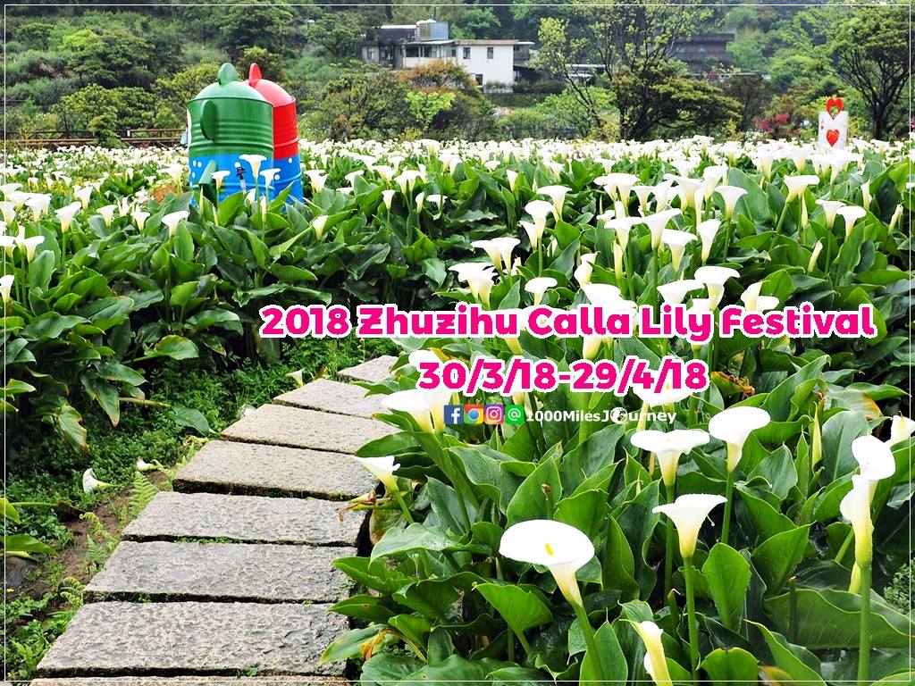 Calla Lily at Yangmingshan