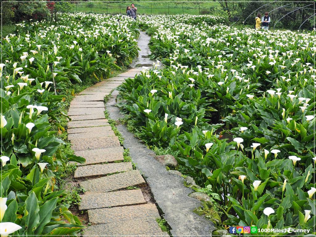 Calla Lily at Yangmingshan