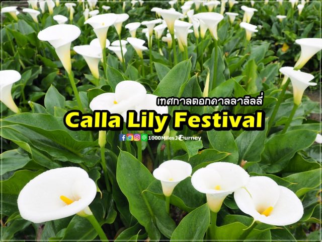 Calla Lily at Yangmingshan