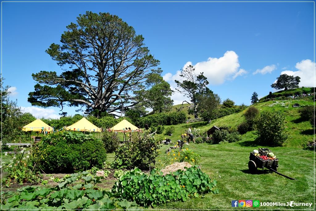 Hobbiton Movie Set @ New Zealand