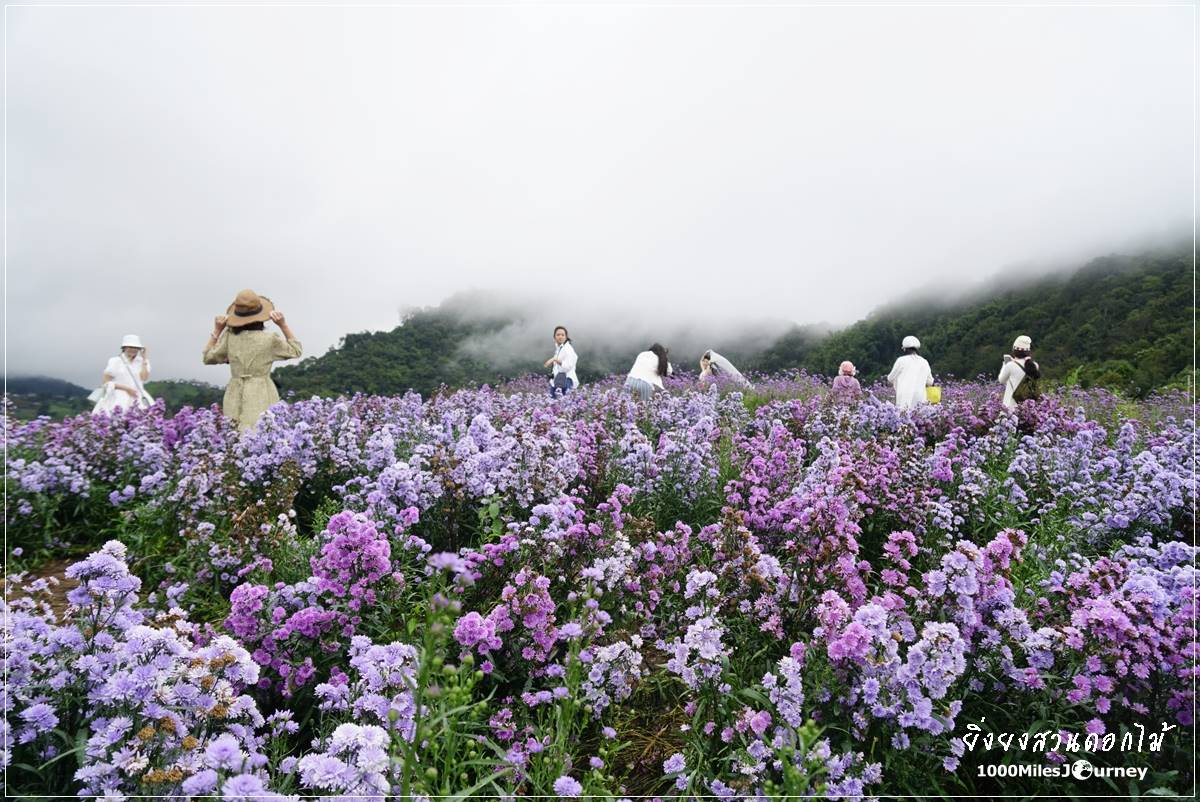 ยิ่งยงสวนดอกไม้ เชียงใหม่