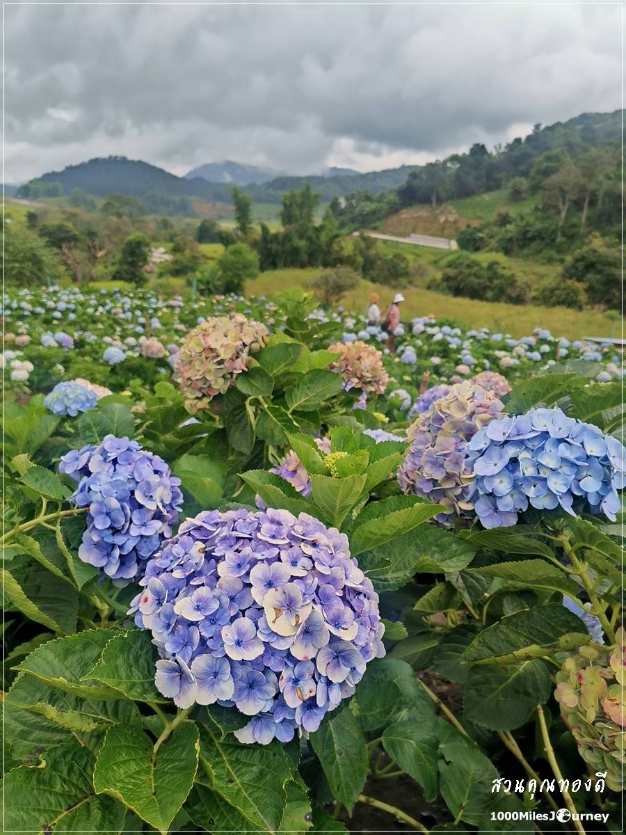 ทุ่งดอกไฮเดรนเยีย สวนคุณทองดี