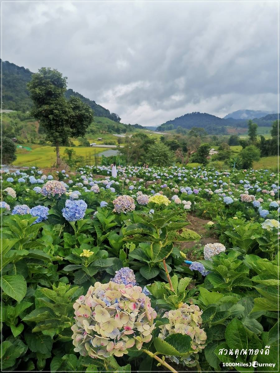 ทุ่งดอกไฮเดรนเยีย สวนคุณทองดี