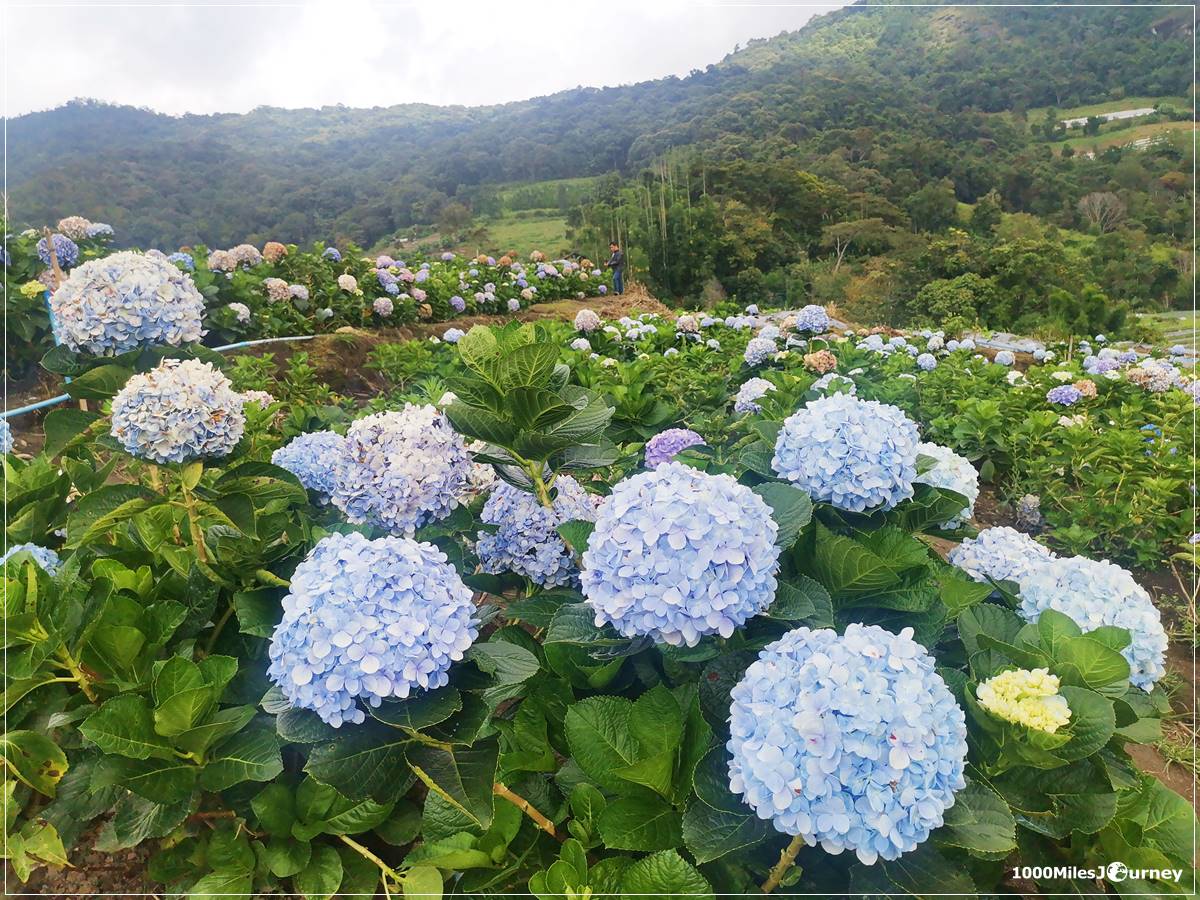 ทุ่งดอกไฮเดรนเยีย สวนคุณทองดี
