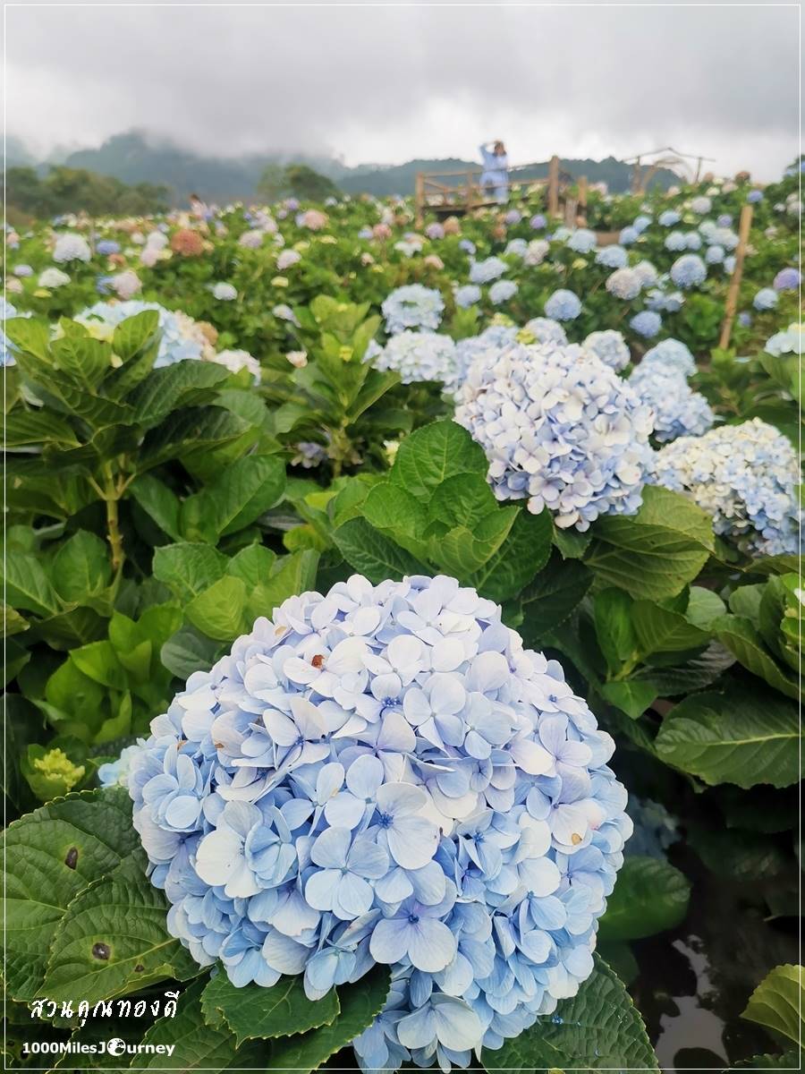 ทุ่งดอกไฮเดรนเยีย